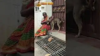 Stray dog vaccination- Pondicherry