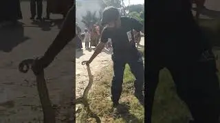 Big Indian Rock python rescue 🐍💪