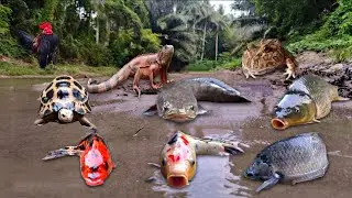 Finding Big Snakehead Fish, Channa Fish, Gourami Fish, Goldfish, Lobster, Iguana, Turtle, Frog, Crab