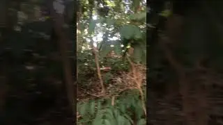 John Michuki Nature trail.#shorts #nature #naturetrail