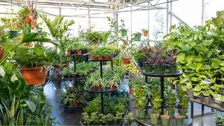 Ellerslie Gift & Garden Tropical Oasis