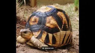 Interesting Facts about Tortoises that Nobody Knows