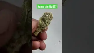 Can you &ldquo; Name the Bud?? #cannabis #enthusiast