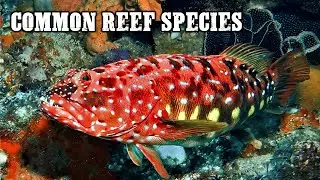 Fish You Will Encounter Diving In South Australia (Underwater Footage)