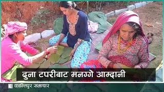 पाँचथर फिदिमको पात्ले वन उपभोक्ता समितिमा आवद्ध महिला दुना टपरी बनाउन व्यस्त | Kantipur Samachar