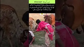 #Funny ماں رک جاؤ &ndash; माँ रुक जाओ #youtubeshorts #trendingshorts #Shorts
