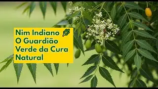 🌳 Nim Indiano: o Guardi&atilde;o Verde que Cura e Protege Voc&ecirc;!