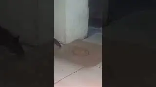 Lem tikus