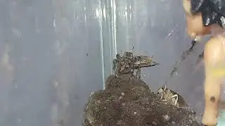 Aranha saltadora Salticidae / spider 🕸 🕷 🕸 🕷(2)