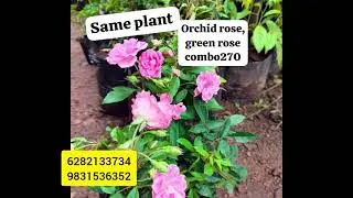 Sale Sale Sale/ Bougainvillea Cutting, Aglonima, Orchid Rose-Varieites// Sale// Republic Day Sale