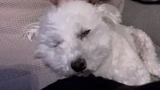 なぜか嘔吐を続ける犬が心配