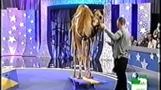 Dan Wallen and Humphery the Camel on Pet Star.