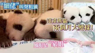 港產熊貓兩個月大變樣！“家姐”是鳳眼　“細佬”叫聲粗獷