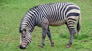 Captivating Close-Up of a Grazing Zebra in 4K / Wildlife.