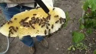 Abeilles. Mettre en ruche une colonie installée sur des branches    Honey bee colony removal