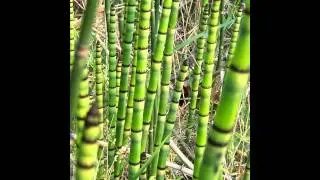 ХВОЩ  (EQUISETUM)  сем. Хвощевые (Equisetaceae)