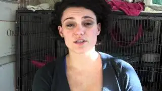 Ferret weight loss - DAy 18
