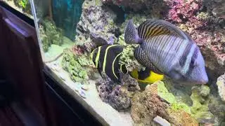 Managing Fish Aggression