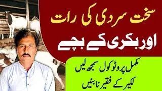 Goats kids protocols in cold night || baby goats protocols in winter Nights||Dhool Goat Farm