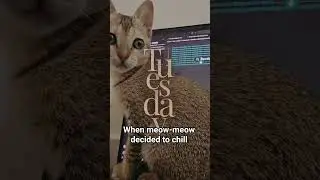 Kitty loves to code? #cat #kitten #catvideos #code