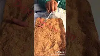 Feeding Digger (Kenyan sand boa)