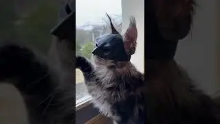 Gotham&rsquo;s New Protector: Bat-Cat! 🦇😼 #catshorts #batman #movie #blockchain