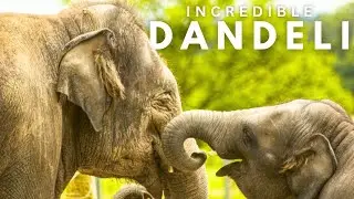 Phansoli Elephant Camp Dandeli: A Majestic Journey & Elephant Encounters | Dandeli Series Episode 7