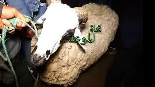 أسعار علوش العيد في رحبة فرنانة ،العلوش متوفر لكن الأسعار مزالت غالية رغم العام الصابة وتوفر الأعشاب