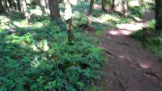 Walking a trail in Federation Forest
