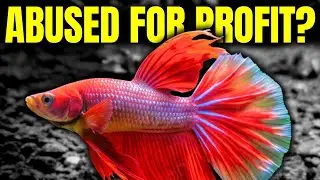 Dark Truth About the Most Popular Aquarium Fish