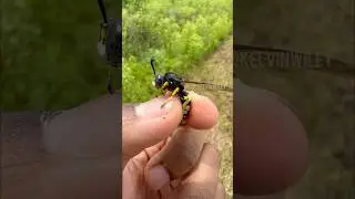 This Wasp HUNTS HORSE FLIES!!!