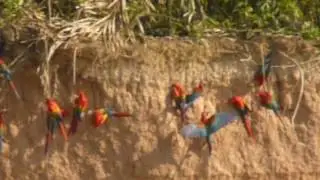 chuncho macaw clay lick