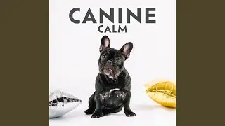 Dog Sound Therapy