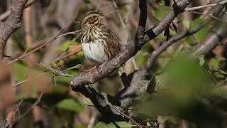 A Bird With Yellow Eye-Liner...lol..