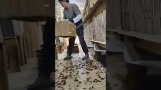 This Job Surrounds Him with Thousands of Cockroaches Every Day