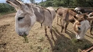 Philmont: Burro Packing