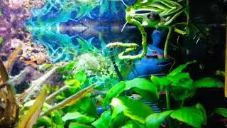 Tetraodon biocellatus. Puffer 8. pez globo n&uacute;mero 8. Acuario comunitario plantado. Video HD 4k