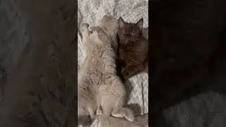 Ну как еше назвать это видео? #kitten #котофейка #моякошка
