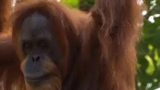 Wildlife - Free Nature animals Videos - No copyright video