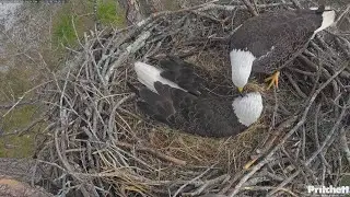 SWFL EAGLE CAM 2025.12.9 F23 used a branch, while M15 used fluffy to shift in incubation duties.