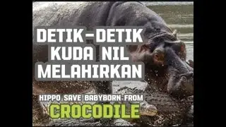 Detik detik kuda Nil Melahirkan | Hippo Save newborn from crocodile