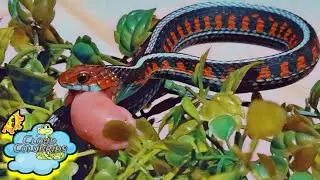 Feeding My Snake Collection 2021