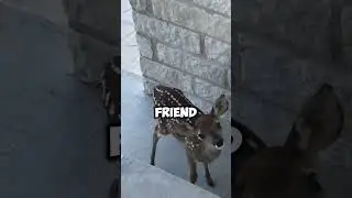 Dog Saves Deer Life, But what happens next is shocking! #animals #dogs #facts