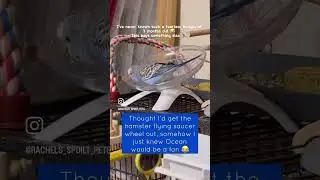 13 week old fearless, crazy budgie on hamster wheel for the first time 😂🏃🏽&zwj;♂️🦜 #birds #funny #fy