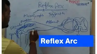 Neural Reflex Arc || Reflex arc initiation #reflexarc#kneejerk#monosynapticreflex#polysynapticreflex