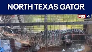10-foot alligator removed from North Texas lake