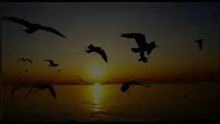 This Orb Energy Video (suncity version)Which version do you think is better?