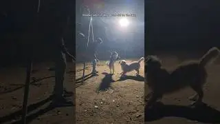 Shadow Goes Crazy #shorts #dog #trending #tiktok #goldenretriever #fyp