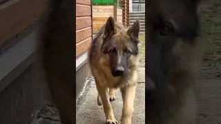 🐕 #собака #овчарка #top #dog