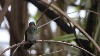 Buff-bellied hummingbird in New Orleans
